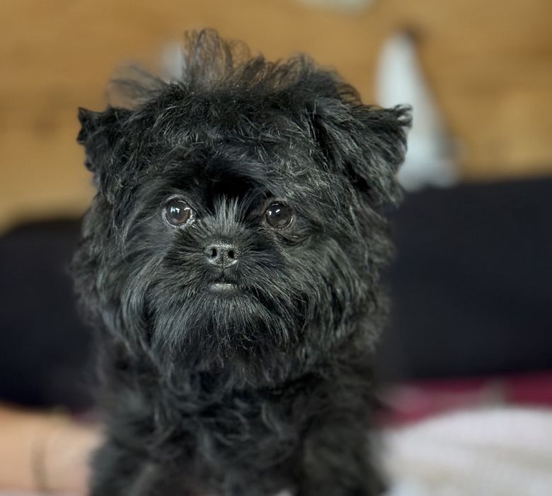 Pinczer małpi samiec sprzedam