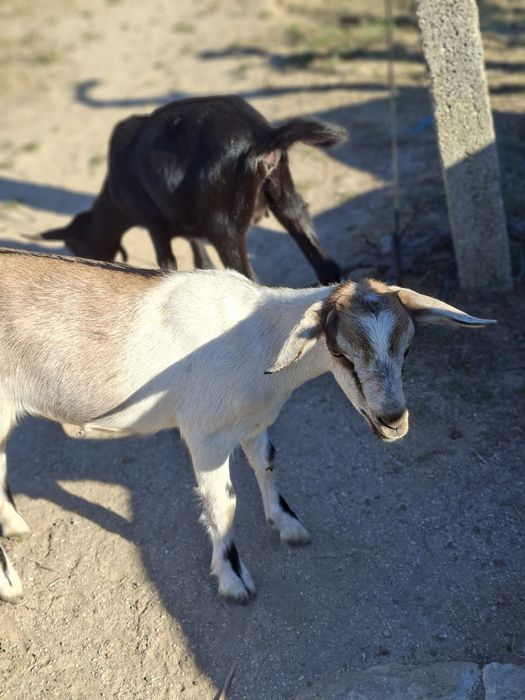 cabras anãs. conjunto de 13 animais