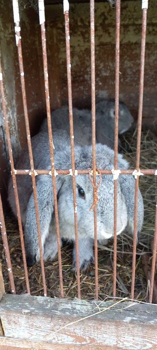 Sprzedam królowi Barany