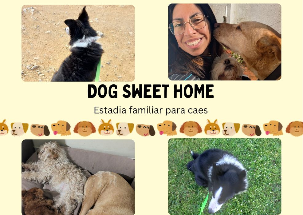 Estadia familiar para cães / Quinta do Conde
