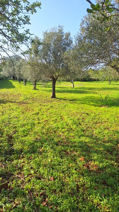Alugo / vendo terreno Aroal Boliqueime  bom acesso.