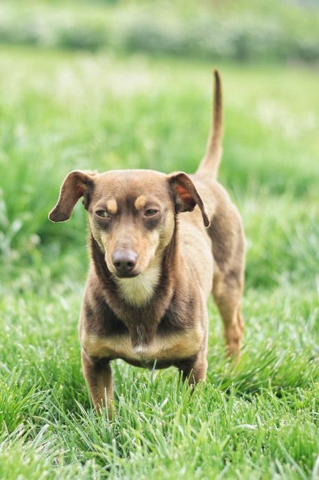 Tomek poleca się do adopcji