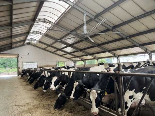 dla krów wentylatory Mieszacz powietrza do obory wentylacja