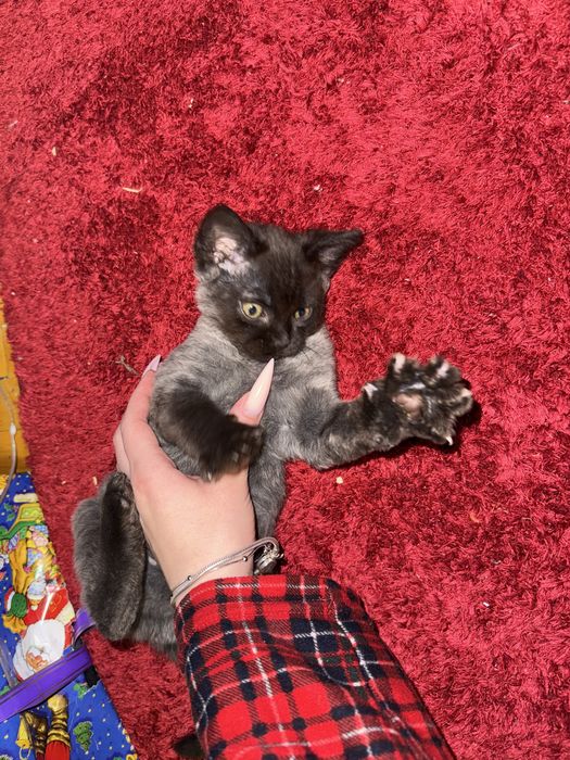 Відам котики в добрі руки