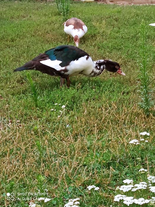 Kaczor francuski kaczka, kaczki francuskie.