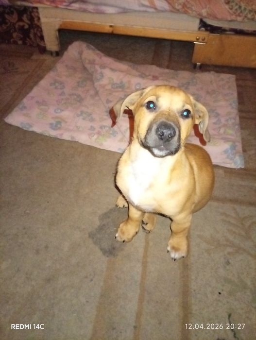 Szczeniak do oddania