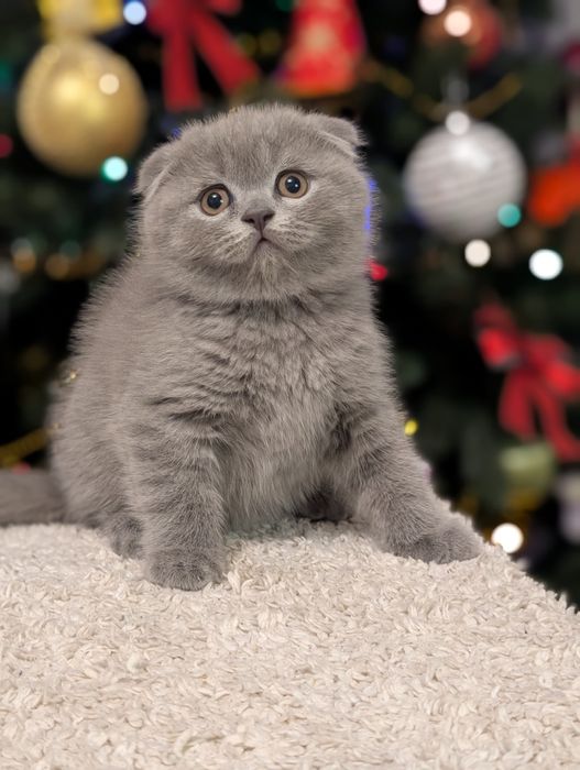 Шотландський хлопчик Ксандер