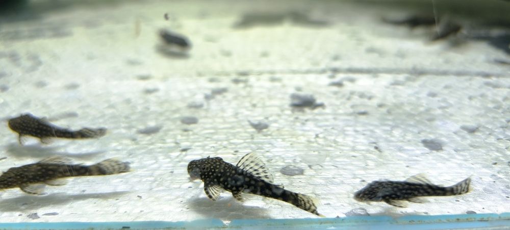 Glonojad zbrojnik niebieski