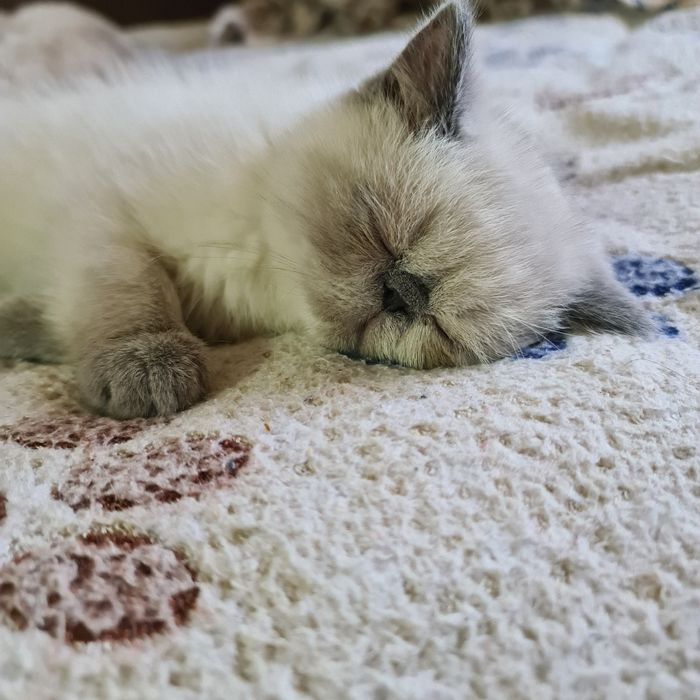 Кішечка екзотик.