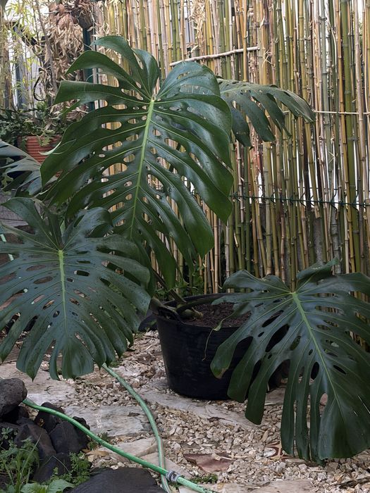 Monstera Deliciosa grandalhona
