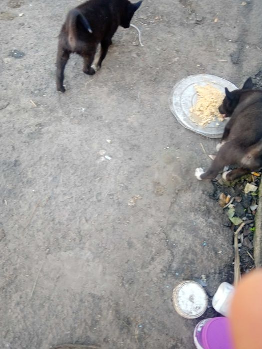 Продам цуценята РЄЛ-ЗСЛ від робочих батьків