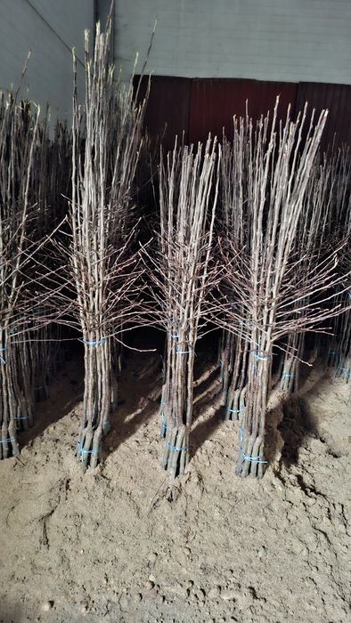 Drzewka owocowe, jabłonie, wiśnie