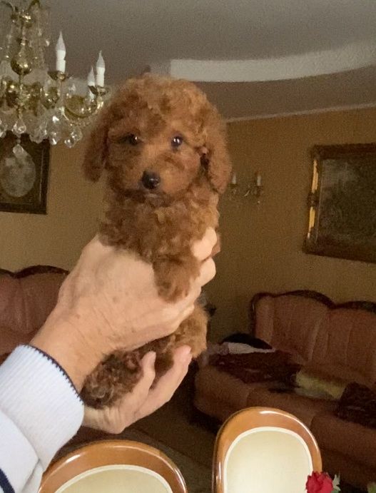 Пудель дівчинка редбраун