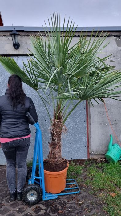 Palma trachycarpus fortunei  pien 40 cm wys calk 170  500zl