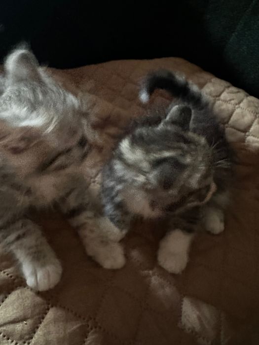 Віддам в добрі руки кошенят