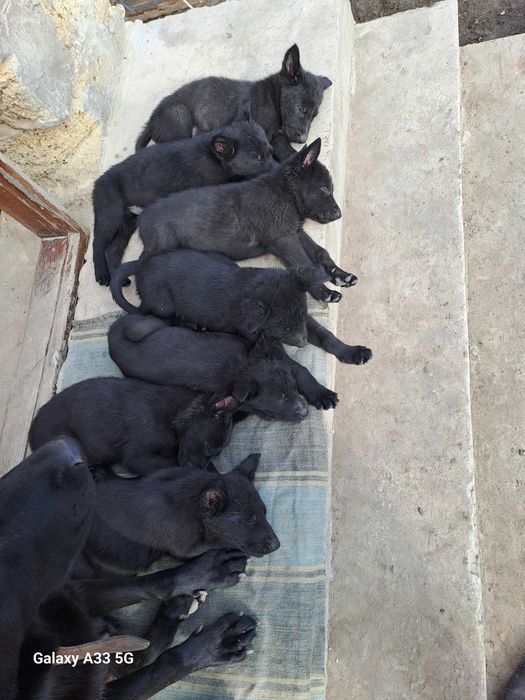 Вівчарки чистокровни чорни короткошерсни