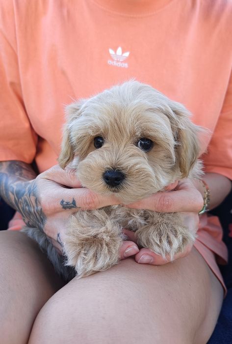 Sprzedam suczkę maltipoo