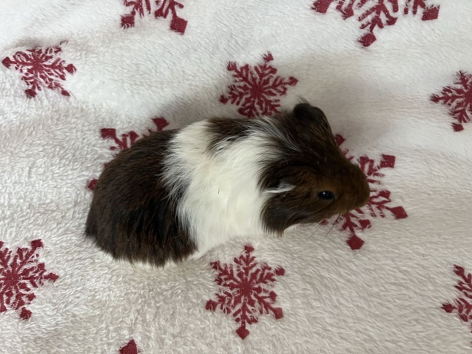 Oddam za darmo dwie seinki morskie samce