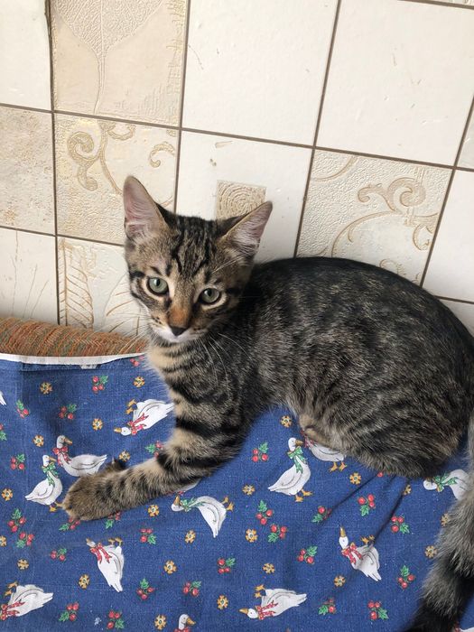 Котики в добрі руки