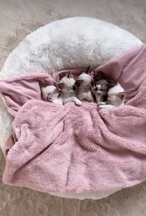 Noa Calvados*PL przekochany chłopczyk Devon Rex błękitne  oczy, filmiki