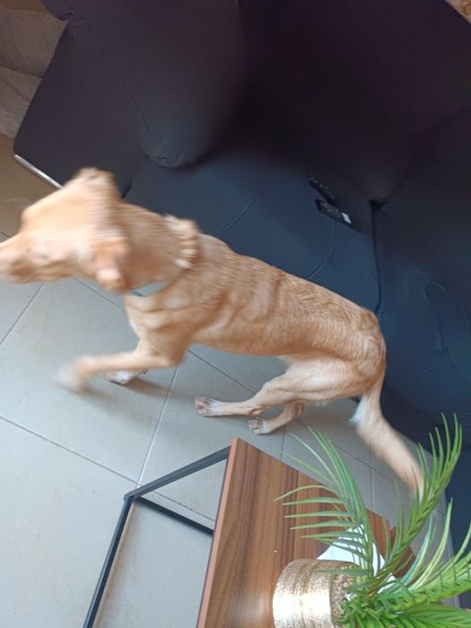 Cão raçado de golden