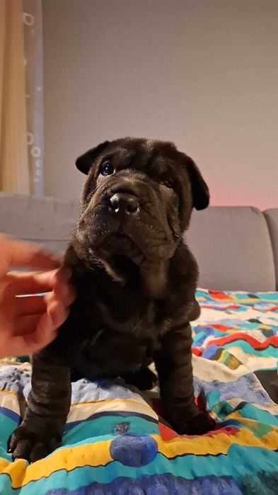 Shar Pei z rodowodem