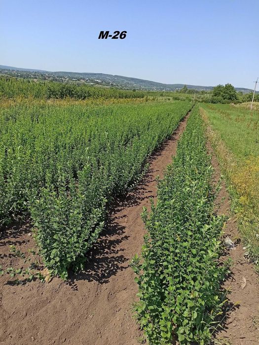 Підщепи М9, ММ106, М26, жерделя, алича, Кольт, Антипка