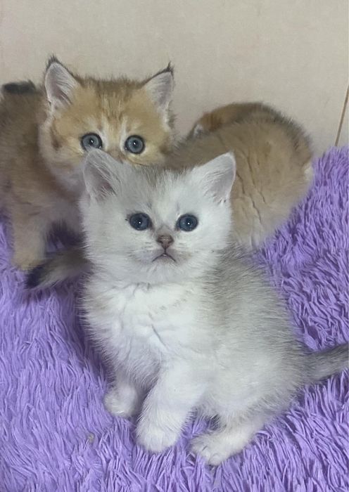 Кошенятка плюшеві ,від чистокровних батьків !