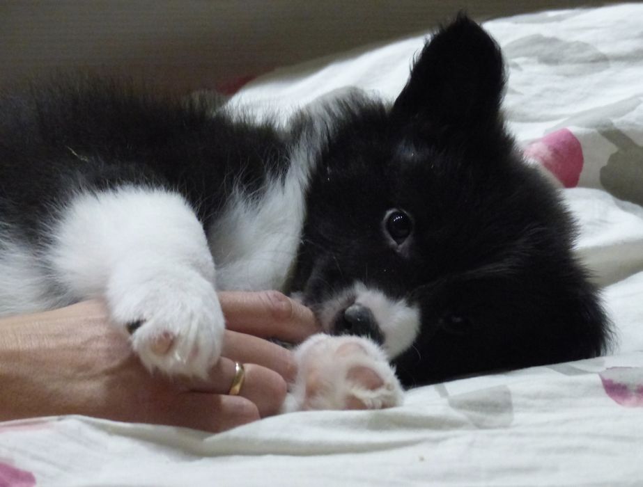 Border Collie ZKwP/FCI - suczka czarno-biała, gotowa do odbioru