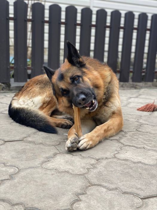 ДЛЯ ВЯЗКИ!!! Німецька Вівчарка / Немецкая овчарка ДЛЯ ВЯЗКИ!!!