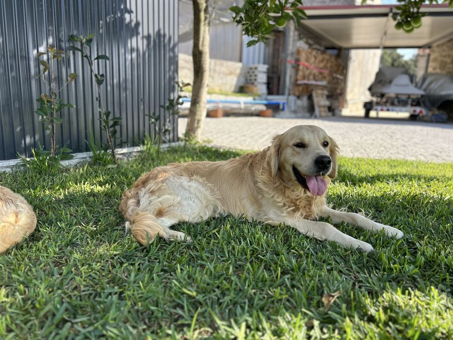 Golden Retriever macho