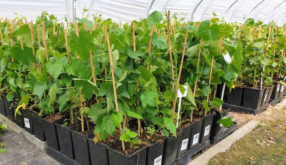 Winogron! Sadzonki winogron odmiany Bezpestkowe 100cm!2 i 3 letnie!eko