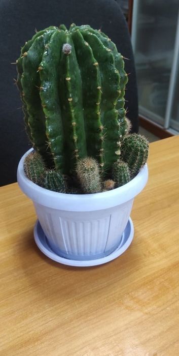 Кактус красивый цветущий цветок ,цветы как на фото