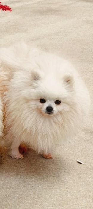 Lulu da Pomerânia menino mini