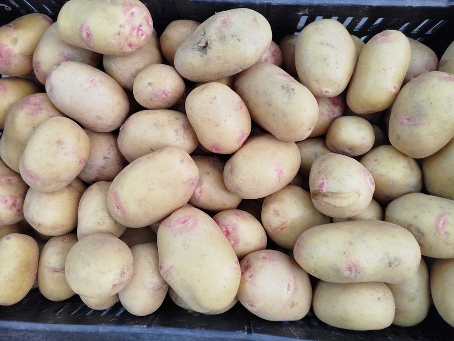 Batata olho de perdiz -Acabada de colher
