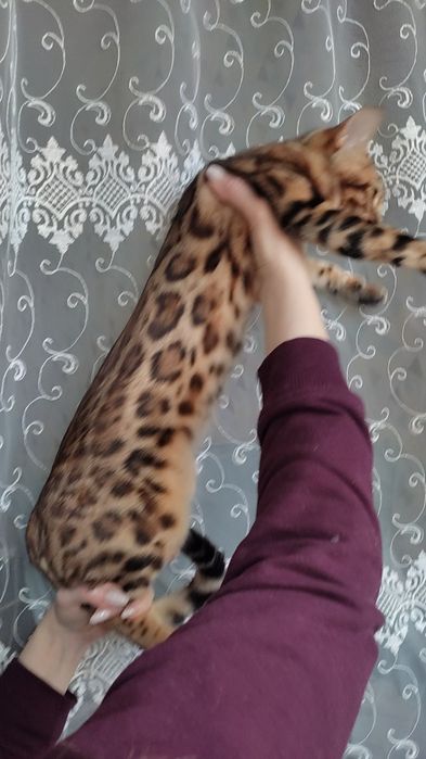 Бенгальська дівчинка