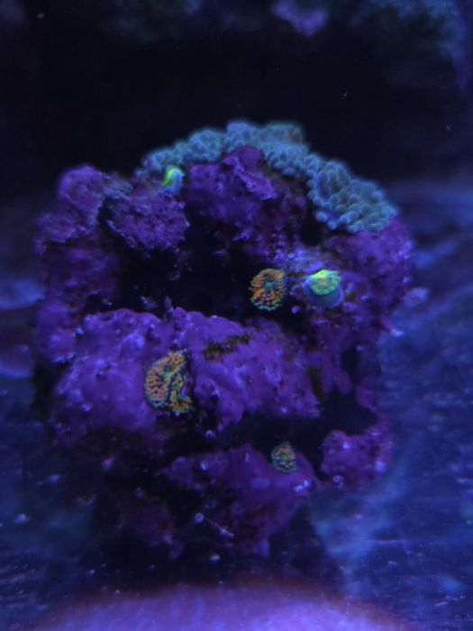 Koral ricordea florida