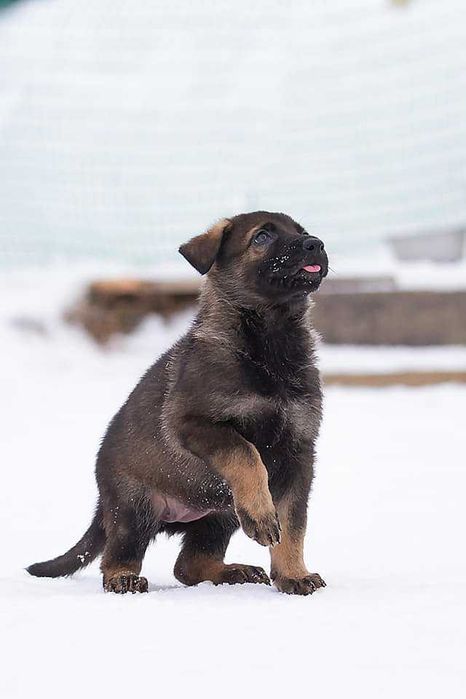 цуценята безкоштовно хлопчики