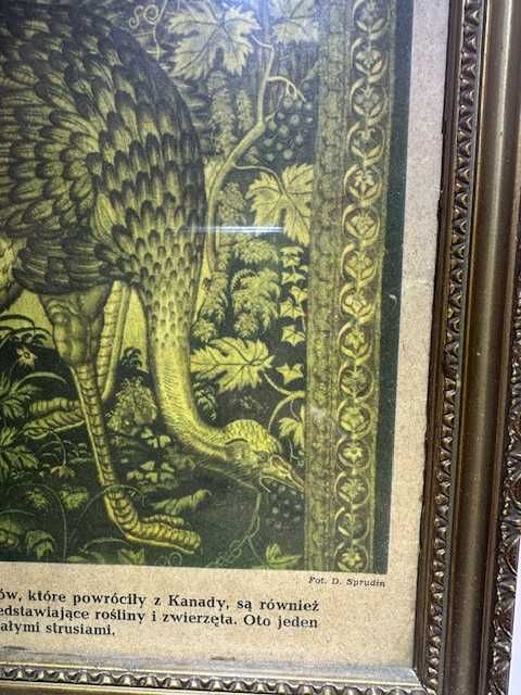 Obrazek w ramce arras strusie  30.5 cm X 20 cm