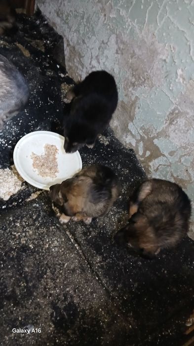 Щенки Отдам хорошие руки!