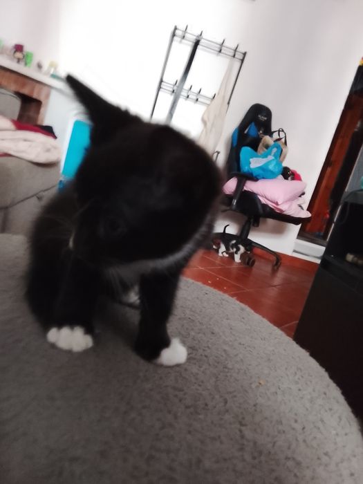 Gatinho e gatinha