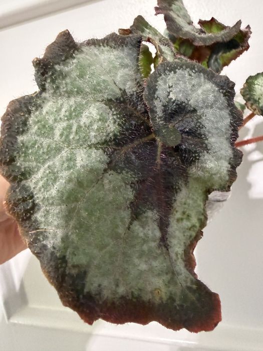 Begonia Escargot