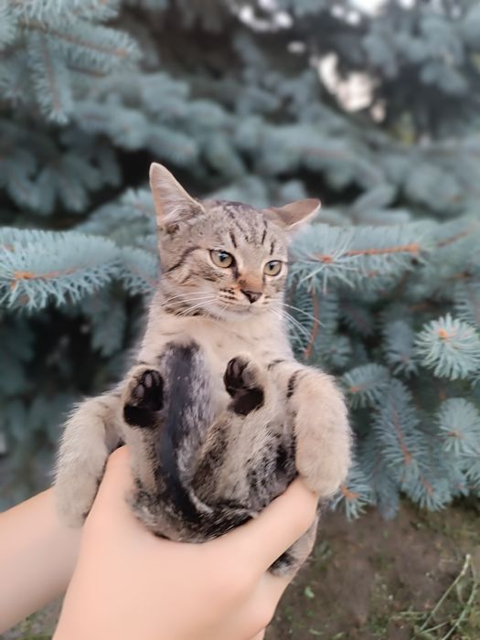 Віддам котиків  безкоштовно