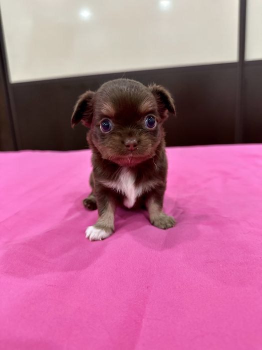 Macho chihuahua mini