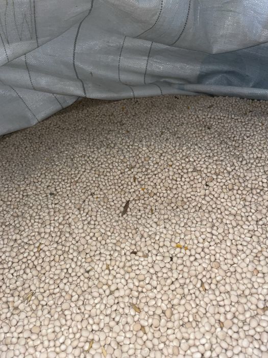 Łubin biały ekologiczny