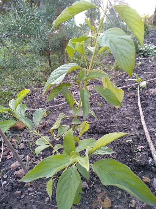 Дерен Флавірамеа