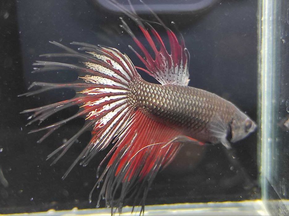 Петушки, півники, акваріумні рибки