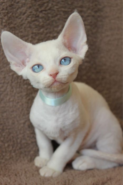 Кошенята девон-рекс