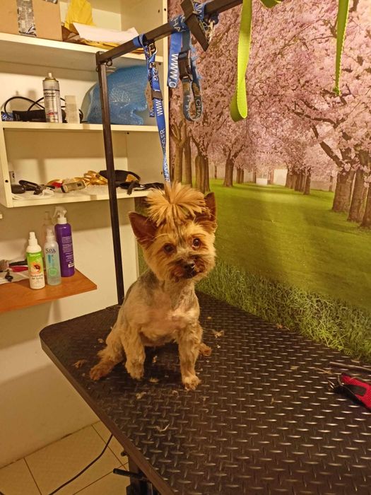 Strzyżenie psów 90 zl