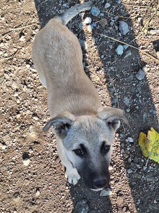 Шукають люблячі сім'ї,  маленькі цуценята.